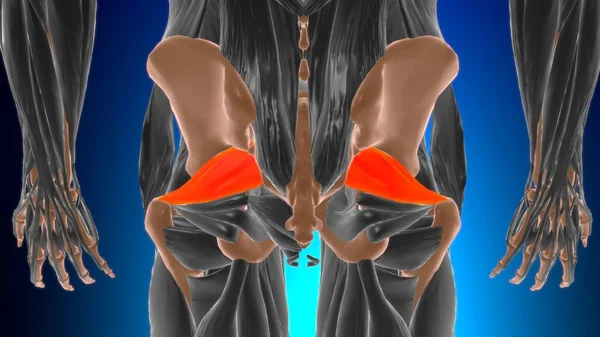 Piriformis Muscle Анатомія Медичної Концепції Ілюстрації — стокове фото