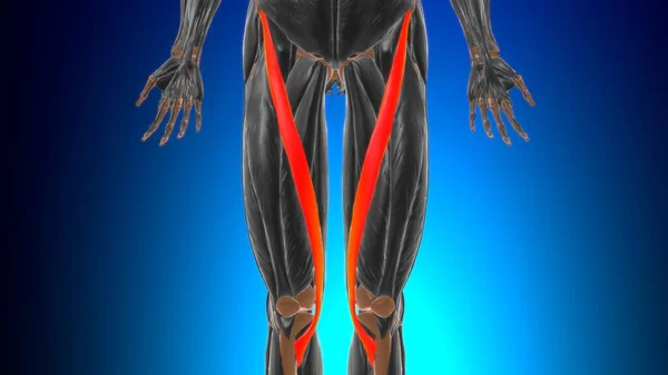 Sartorius Spieranatomie Voor Medisch Concept Illustratie — Stockfoto