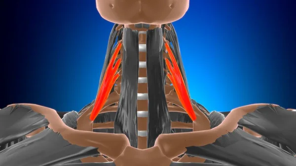 Anatomía Anterior Del Músculo Scalenus Para Ilustración Del Concepto Médico — Foto de Stock