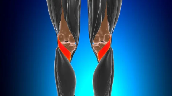 Popliteus Muscle Anatomy Medical Concept Illustration — Stock Photo, Image