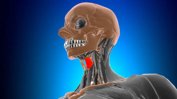 医学的概念のための甲状腺筋解剖学3Dイラスト — ストック写真