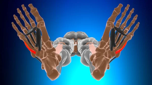 Opponens Digiti Minimi Foot Anatomie Musculaire Pour Concept Médical Illustration — Photo