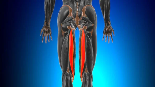 Anatomia Músculo Semitendinosus Para Ilustração Médica Conceito — Fotografia de Stock