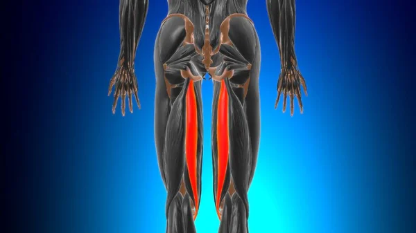 Semitendinosus Muskelanatomi För Medicinskt Koncept Illustration — Stockfoto