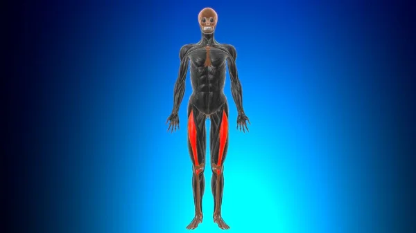 Rectus Femoris Muscle Anatomy Medical Concept Illustration — 스톡 사진