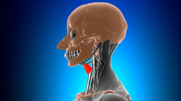 Anatomía Del Músculo Tirohioides Para Ilustración Del Concepto Médico —  Fotos de Stock