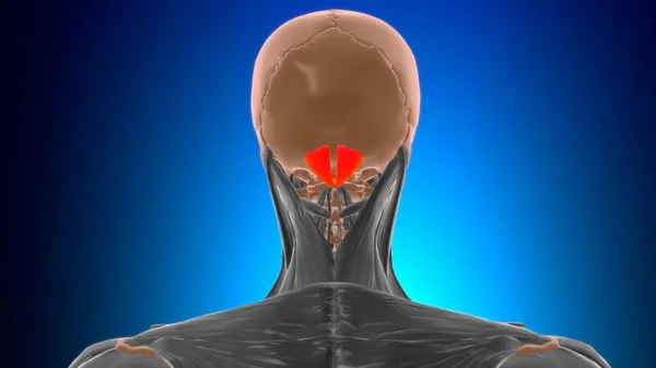 Anatomia Menor Posterior Músculo Capsulite Reto Para Ilustração Médica Conceito — Fotografia de Stock