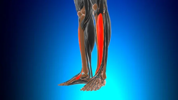 Anatomie Antérieure Muscle Tibialis Pour Concept Médical Illustration — Photo