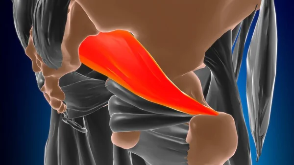 Piriformis Muscle Анатомія Медичної Концепції Ілюстрації — стокове фото