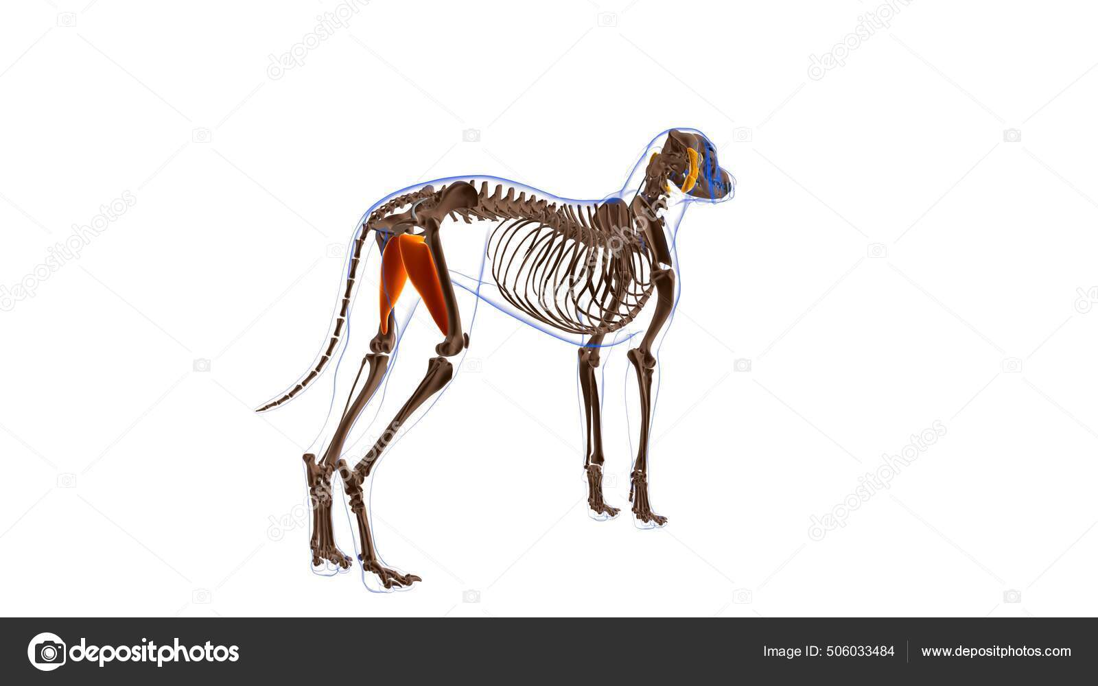Pectineus Muscle Dog