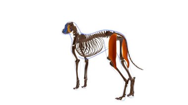 Biceps Femoris kas Kas Kas Anatomisi Tıbbi Konsept 3D İllüstrasyon