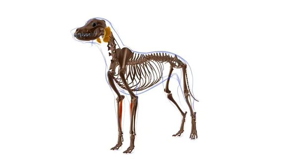 フレキサーカルピ放射線筋犬の筋肉解剖学 3Dイラスト — ストック写真