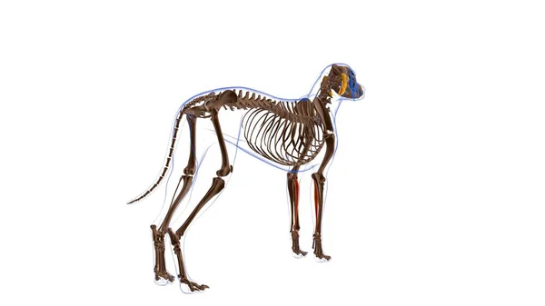 Flexor Carpi Radialis Spier Hond Spier Anatomie Voor Medisch Concept — Stockfoto