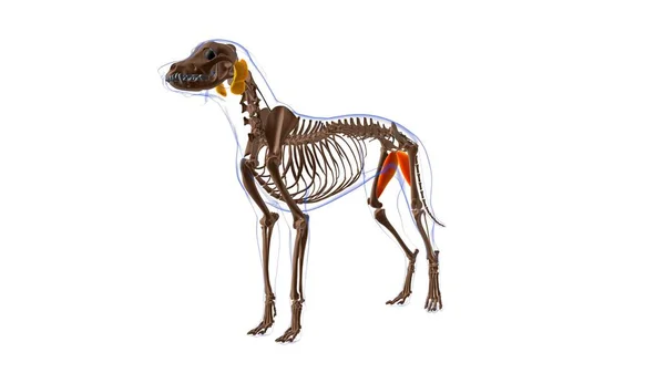 Anatomia Muscular Músculo Cão Adutor Para Ilustração Médica Conceito — Fotografia de Stock