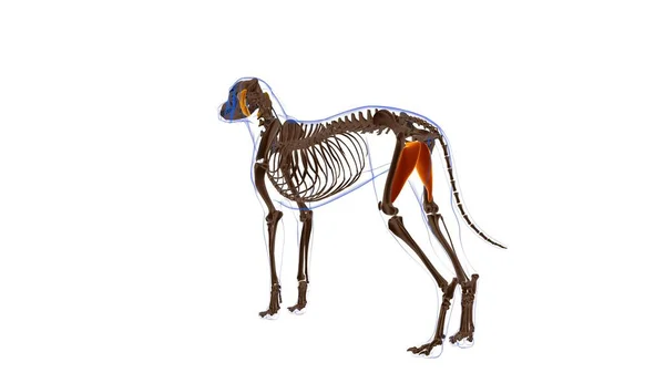 Adductor Muskel Hund Muskel Anatomi För Medical Concept Illustration — Stockfoto