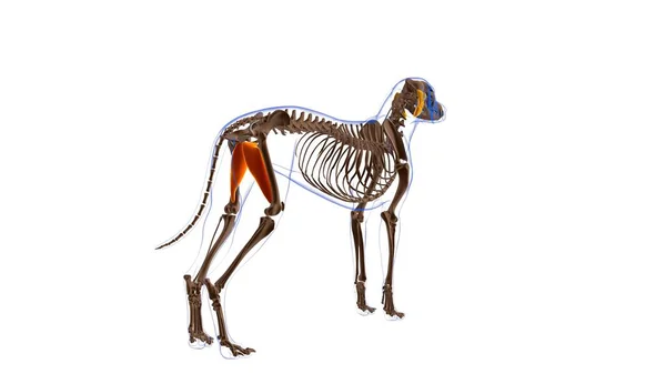 Adductor Muskel Hund Muskel Anatomi För Medical Concept Illustration — Stockfoto