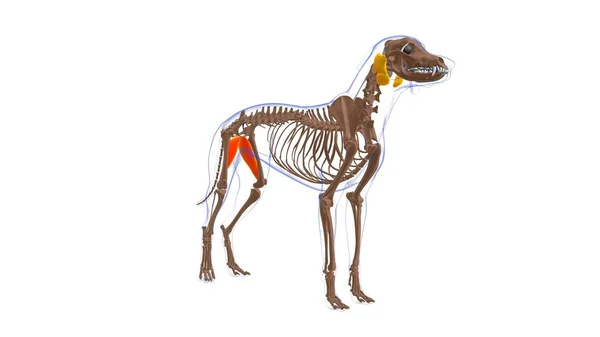 Anatomia Del Muscolo Del Cane Del Muscolo Dell Adduttore Concetto — Foto Stock