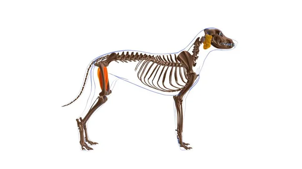 Anatomía Del Músculo Del Perro Del Aductor Para Ilustración Del —  Fotos de Stock