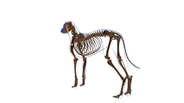 Anconeus Muscle Anatomia Del Muscolo Del Cane Concetto Medico Illustrazione — Foto Stock