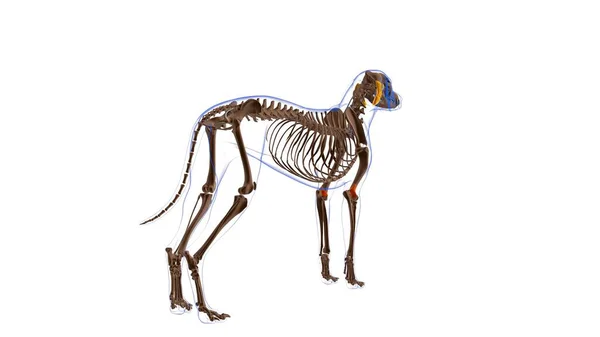 Anconeus Muskel Hundemuskel Anatomie Für Medizinisches Konzept Illustration — Stockfoto