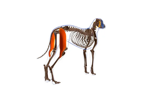 Anatomia Del Muscolo Del Cane Femoris Dei Bicipiti Concetto Medico — Foto Stock