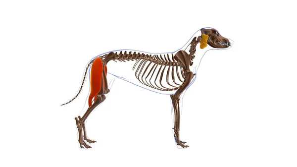 Bíceps Músculo Femoral Anatomía Muscular Del Perro Para Concepto Médico — Foto de Stock