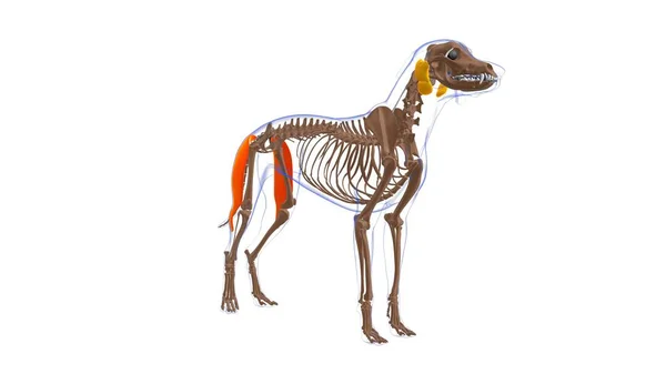 バイセプス 医学的概念のための犬の筋肉解剖学3Dイラスト — ストック写真