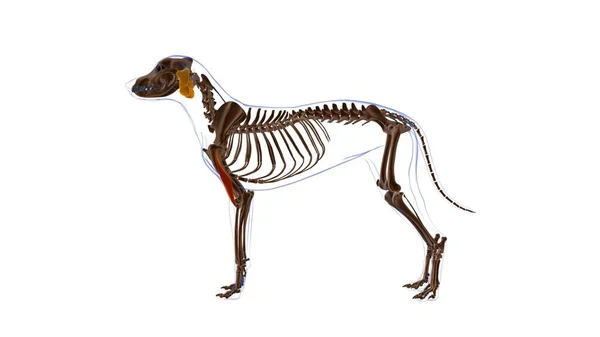 Muscolo Brachiale Anatomia Del Muscolo Del Cane Illustrazione Medica Concetto — Foto Stock