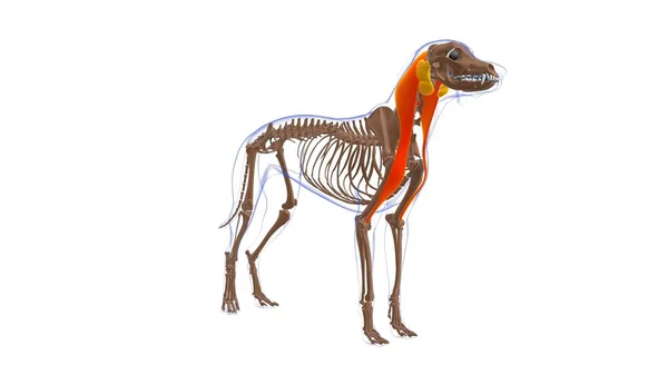 Muscolo Brachiocephalicus Anatomia Del Muscolo Del Cane Illustrazione Medica Concetto — Foto Stock