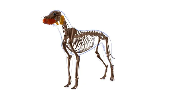 ブキネータ筋 医学的概念のための犬の筋肉解剖学3Dイラスト — ストック写真