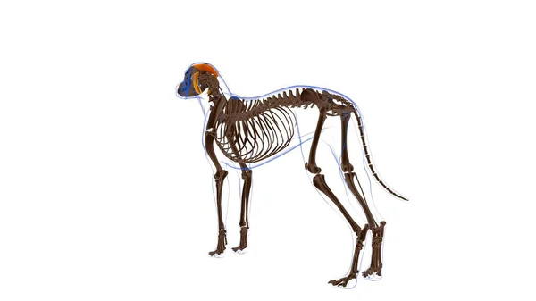 颈椎骨上肌狗肌肉解剖的医学概念三维图解 — 图库照片