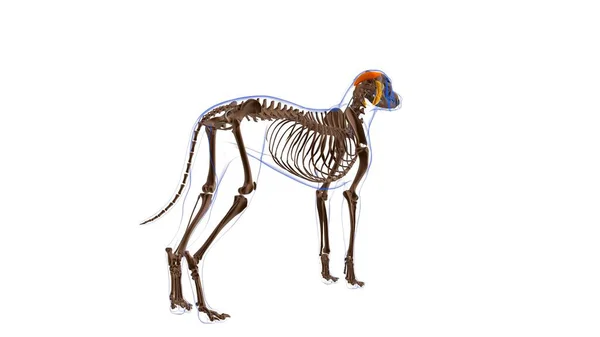 子宮頸部のオーロラ超音速筋肉犬の筋肉解剖学的構造 3Dイラスト — ストック写真