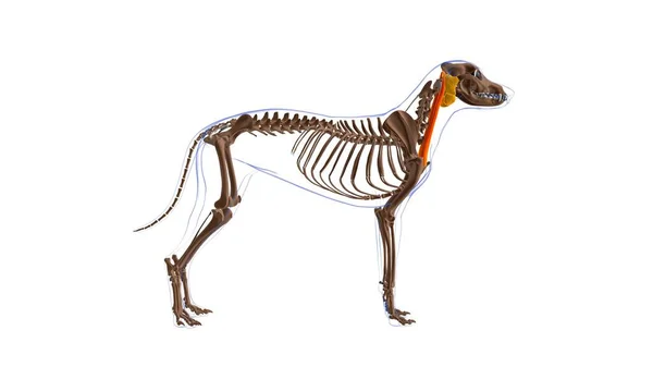 医療概念のための犬の筋肉解剖学3Dイラスト — ストック写真
