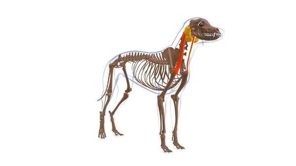 Cleidomastoideus Mięśni Psa Anatomia Koncepcji Medycznej Ilustracja — Zdjęcie stockowe