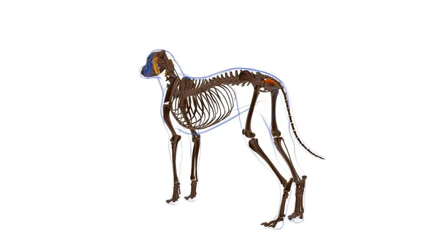 Muscolo Occigeo Anatomia Del Muscolo Del Cane Concetto Medico — Foto Stock