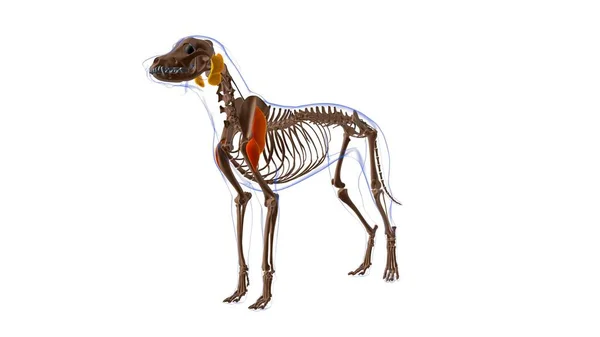 Anatomie Musculaire Chien Muscle Deltoideus Pour Illustration Médicale Concept — Photo