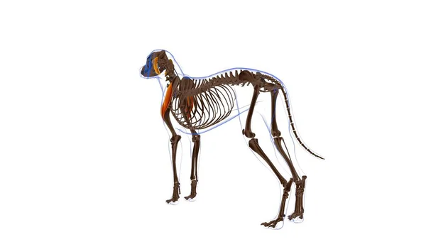 Deltoideus Músculo Anatomía Muscular Del Perro Para Concepto Médico Ilustración —  Fotos de Stock