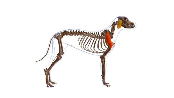 Deltoideusマッスル犬の筋肉解剖学 3Dイラスト — ストック写真