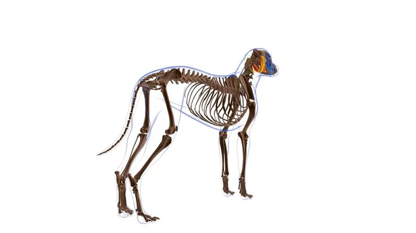 Digastric Μυών Dog Μυϊκή Ανατομία Για Ιατρική Έννοια Εικονογράφηση — Φωτογραφία Αρχείου