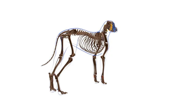 Anatomia Del Muscolo Del Cane Concetto Medico Illustrazione — Foto Stock