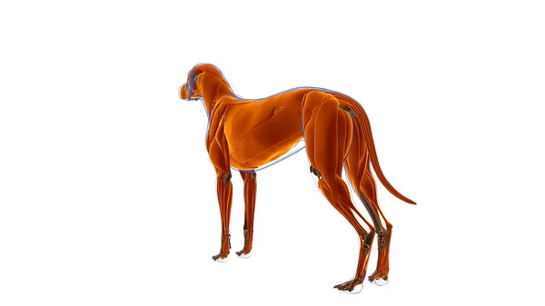 Dog Muscle Dog Muscle Anatomy Medical Concept Illustration — Stock Photo, Image