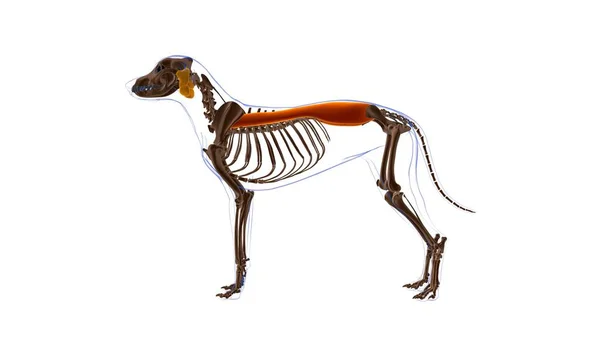 Anatomie Musculaire Chien Muscle Spinae Érecteur Pour Illustration Médicale Concept — Photo