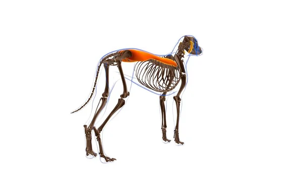 Erector Spinae Kas Kası Köpek Anatomisi Tıbbi Konsept Boyutlu Görüntü — Stok fotoğraf