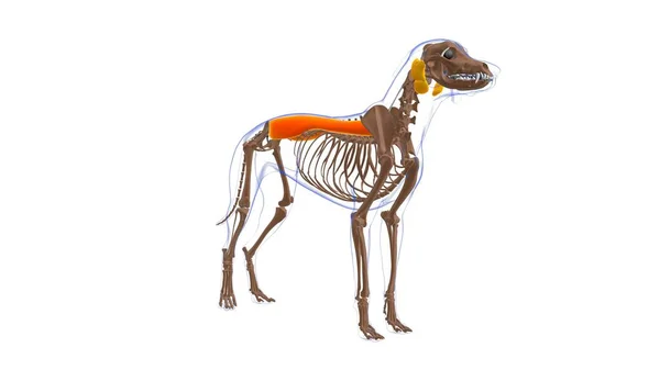 建築家スピナエ マッスル犬の筋肉解剖学 3Dイラスト — ストック写真
