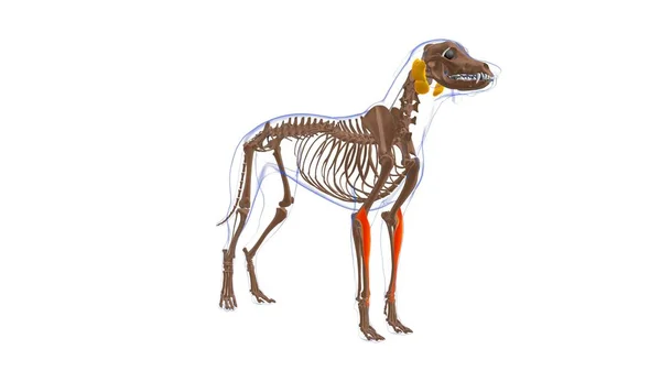 エクステンダーカルピ放射線筋犬の筋肉解剖学的構造 3Dイラスト — ストック写真