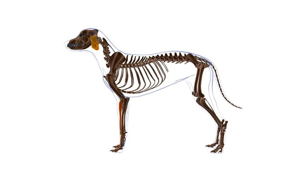 Extensor Digitorum コミュニケーション筋肉犬の筋肉解剖学診療コンセプト3Dイラスト — ストック写真