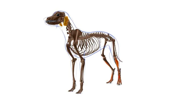 延展性数字隆格斯肌犬肌肉解剖的医学概念三维图解 — 图库照片