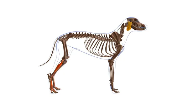 Extensor Digitorum Longus Μυών Dog Ανατομία Μυών Για Medical Concept — Φωτογραφία Αρχείου