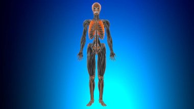 Medikal Konsept 3D İllüstrasyon İçin Dış Kaburga Kasları Anatomisi