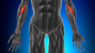 Tıbbi Konsept 3D İllüstrasyon İçin Kas Anatomisi
